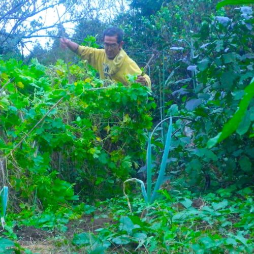 田舎暮らし40年余。ずっと走り回って生きてきた。