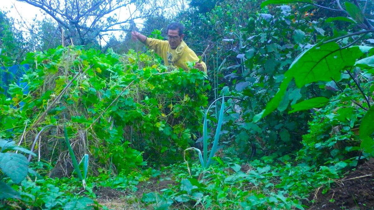 田舎暮らし40年余。ずっと走り回って生きてきた。
