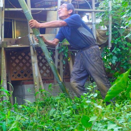 だいぶ傾いた屋上庭園には過日、数本の孟宗竹を噛ませてさらなる傾きを防止した。