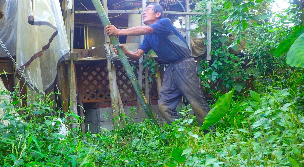 だいぶ傾いた屋上庭園には過日、数本の孟宗竹を噛ませてさらなる傾きを防止した。
