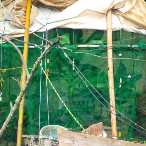 バナナ鉢をビニールハウスに収めた温室。寒冷地でも南国植物を育てる工夫。