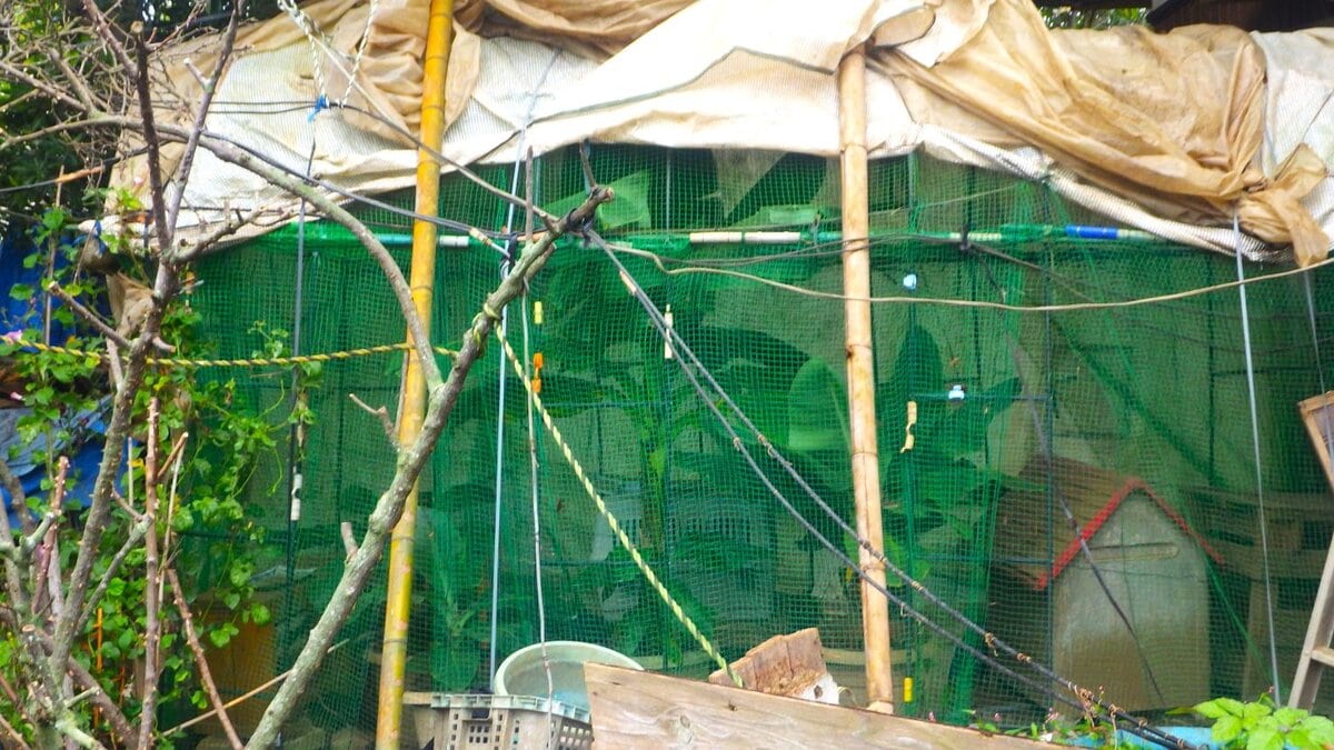 バナナ鉢をビニールハウスに収めた温室。寒冷地でも南国植物を育てる工夫。