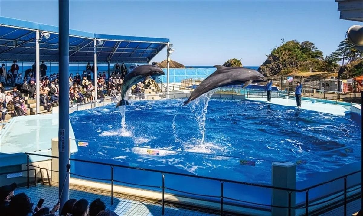 福井県坂井市の越前松島水族館