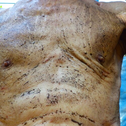 地に足を着けて働く田舎暮らし。雑念なしに無邪気に働き、出来上がった野菜や果物を楽しんで食べる自給生活。それは健康というオマケをもくれる。もうおわかりであろう。健康のK。これで合わせて4Kだ。先輩格の3Kを数字で1つ上回った。KはノックアウトのKでもある。勝負あったではないか。