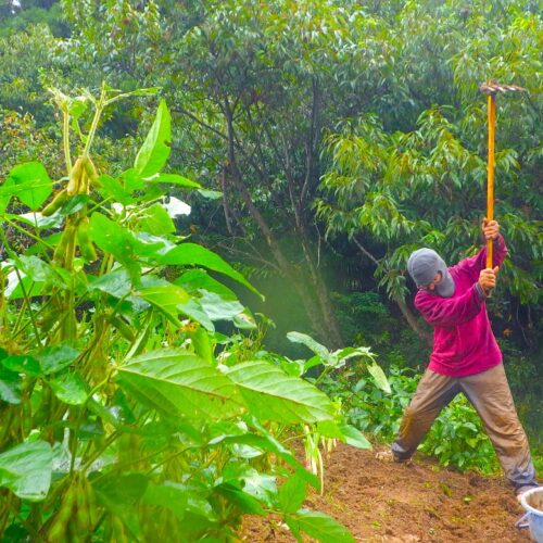 当初の予定、ニンニク植え付け場所にはなかなか辿り着けない。さりとて、この当初の予定をパスするわけでもない。取り掛かる。途中のあれこれで遅れたぶん、スピードを上げてやる。ランチ前に終わらせる予定がもしダメなら、いったん荷造り仕事に精を出した後、再び日暮れにニンニク予定地に飛んでいき、暗くなっての視界不良であろうとも、なんとか当初予定の帳尻を合わせる・・・。