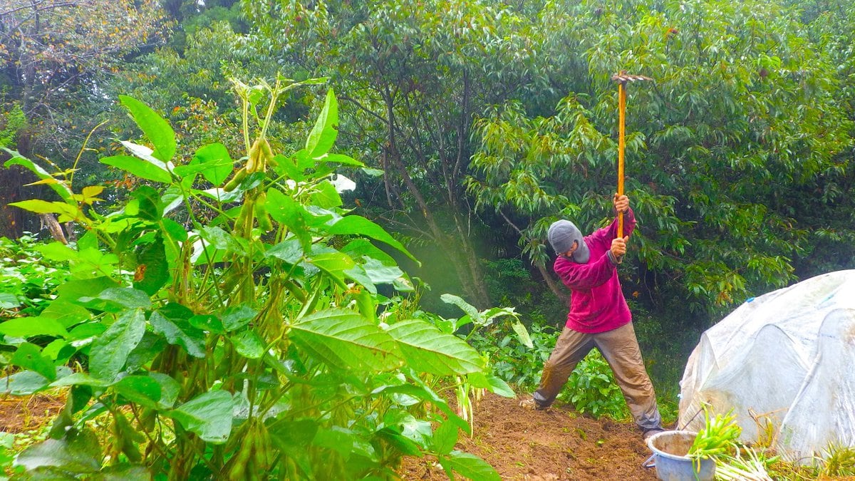 当初の予定、ニンニク植え付け場所にはなかなか辿り着けない。さりとて、この当初の予定をパスするわけでもない。取り掛かる。途中のあれこれで遅れたぶん、スピードを上げてやる。ランチ前に終わらせる予定がもしダメなら、いったん荷造り仕事に精を出した後、再び日暮れにニンニク予定地に飛んでいき、暗くなっての視界不良であろうとも、なんとか当初予定の帳尻を合わせる・・・。