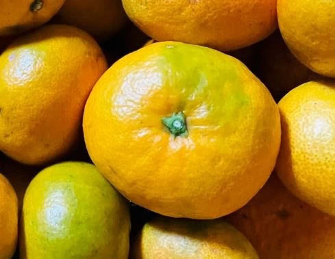 長崎県南島原の特産品「南島原みかん」。