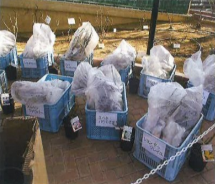 静岡県島田市/誕生の木配布事業