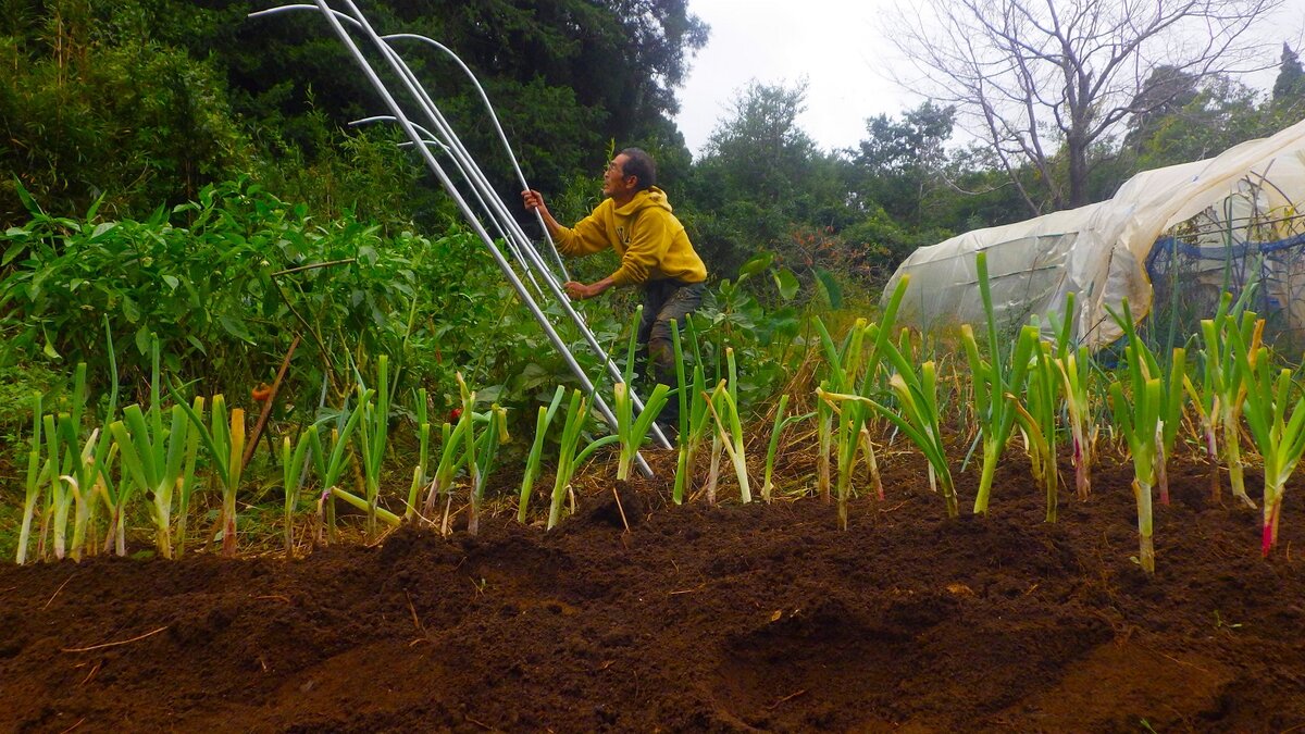 幸か、あるいは不幸か、僕はボッーとすることがない。日々労働に追われて暮らす。当然ながら、思うように事が運ばず難儀する作業もある。しかしそれが退屈を押しやる。次々と生じる作業をこなし、100点満点の70点ほどであっても、ともかくどれもそれらしく仕上がったという満足を得る。
