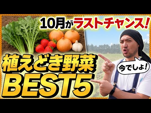 10月に植える野菜おすすめBEST5！ 家庭菜園のプロ直伝・寒くなる前のラストチャンス！