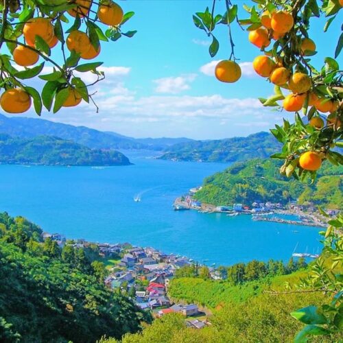 愛媛県宇和島市の特産品、温州みかん。