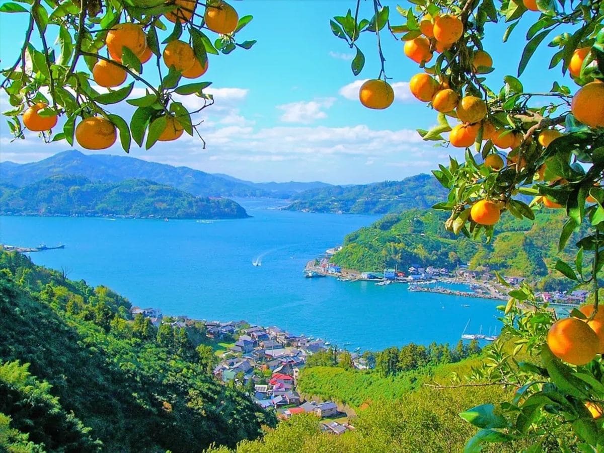愛媛県宇和島市の特産品、温州みかん。