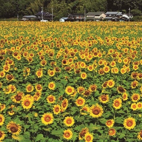 兵庫県佐用町の「南光ひまわり畑」。