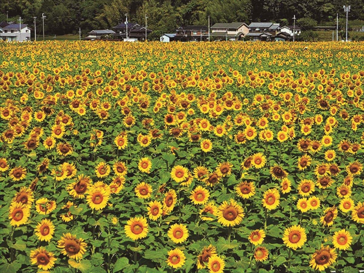 兵庫県佐用町の「南光ひまわり畑」。
