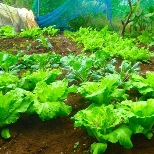 秋の畑に並ぶ白菜。厳しい天候を乗り越えて育つ野菜たち。