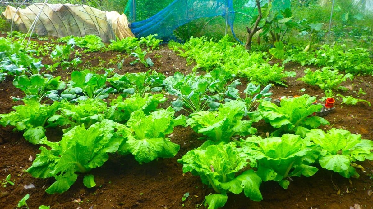 秋の畑に並ぶ白菜。厳しい天候を乗り越えて育つ野菜たち。