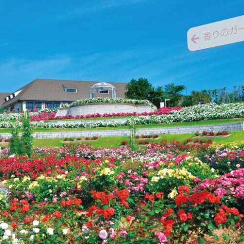 霧島ヶ丘公園の東側丘陵地にある「かのやばら園」。約1500種、3万5000株のバラが咲き、日本最大級の面積を誇る（鹿児島県鹿屋市）