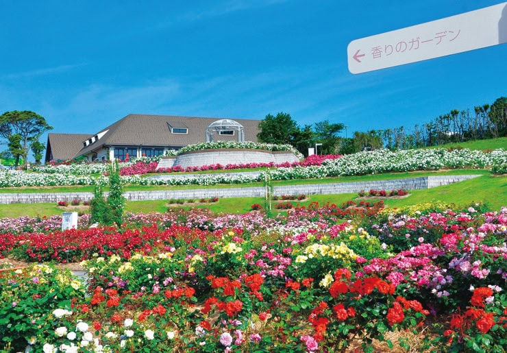霧島ヶ丘公園の東側丘陵地にある「かのやばら園」。約1500種、3万5000株のバラが咲き、日本最大級の面積を誇る（鹿児島県鹿屋市）