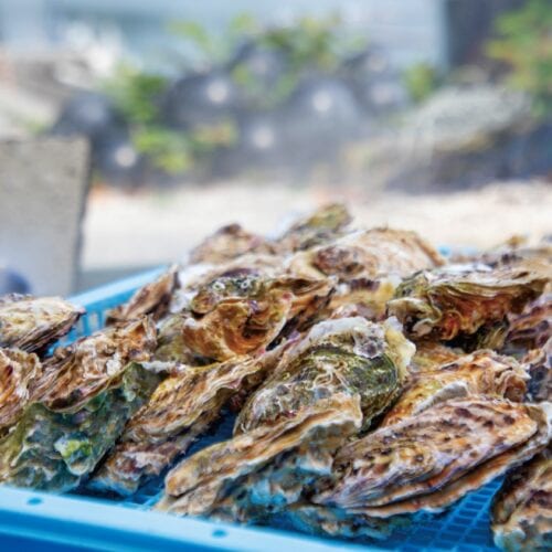 養殖したカキの水揚げは11月から春先まで/宮城県気仙沼市