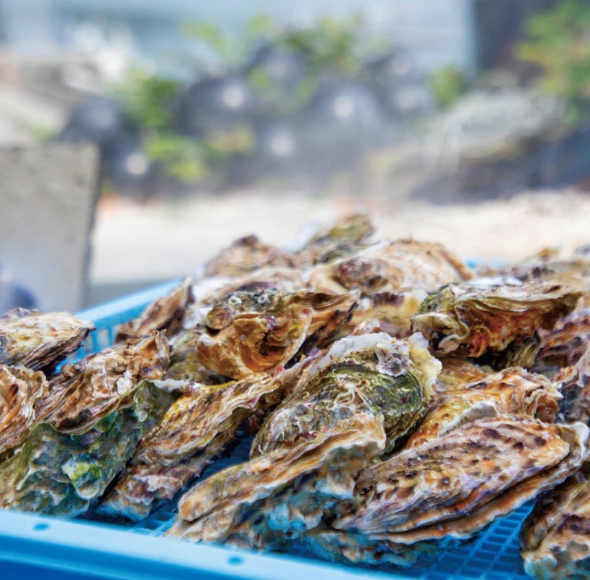 養殖したカキの水揚げは11月から春先まで/宮城県気仙沼市
