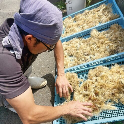 夏から秋に獲る海藻のテングサは、洗浄と天日乾燥を繰り返してから出荷する/宮城県気仙沼市