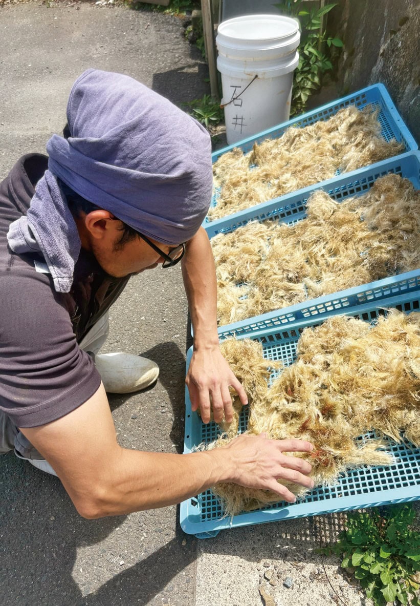 夏から秋に獲る海藻のテングサは、洗浄と天日乾燥を繰り返してから出荷する/宮城県気仙沼市