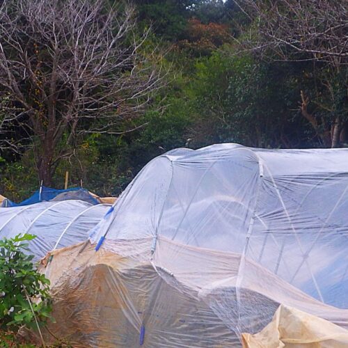 イチゴのために新しいビニールハウスを買い（2万5000円）、設置した。