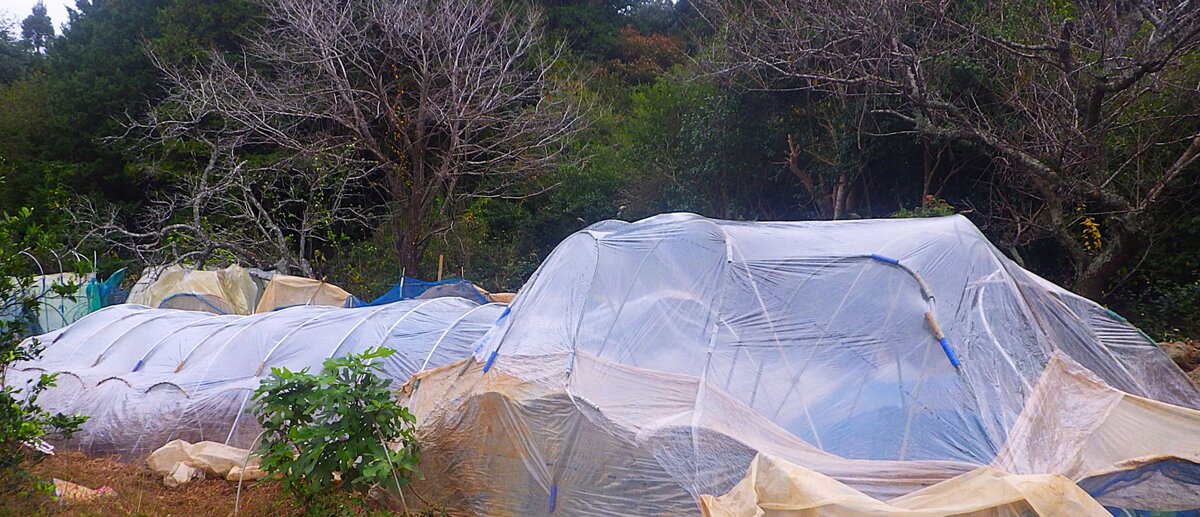 イチゴのために新しいビニールハウスを買い（2万5000円）、設置した。