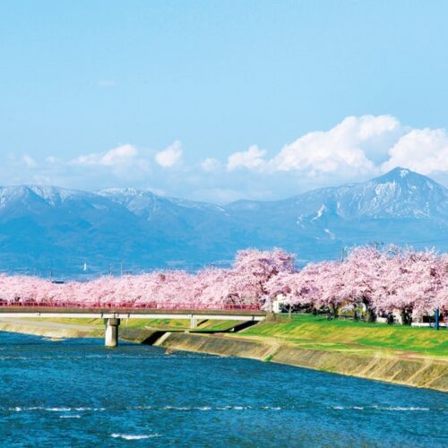 宮川の河川敷に咲く「宮川千本桜」。背景に磐梯山がそびえ、会津地方を代表するサクラの名所だ/福島県会津美里町