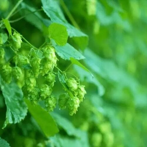 岩手県遠野市は、ホップの栽培面積が日本一」