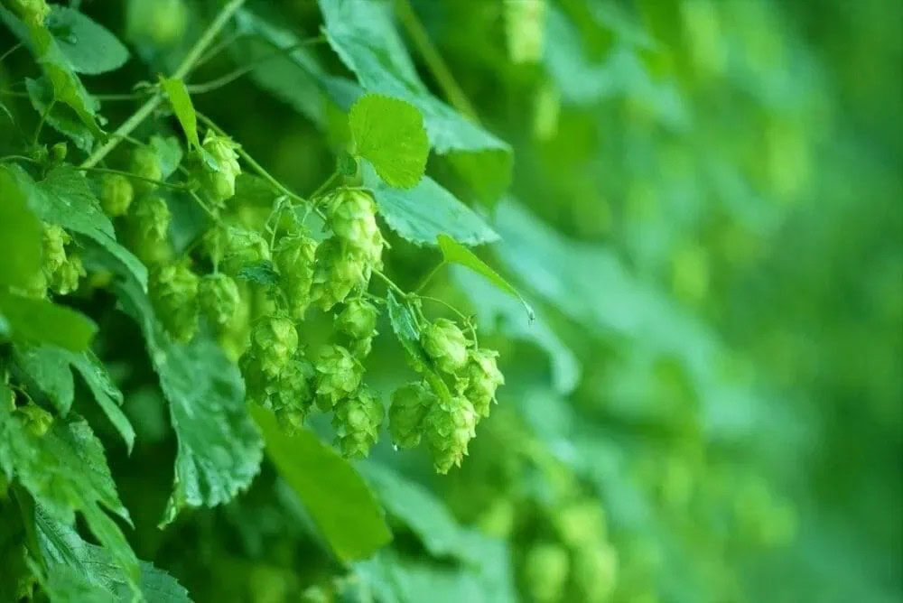 岩手県遠野市は、ホップの栽培面積が日本一」