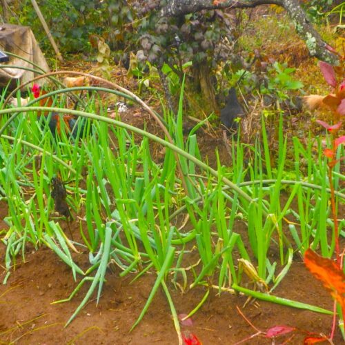 僕も赤ネギ、下仁田ネギとともに九条ネギも作っているが、京都では10年くらい前から高温障害に悩まされているらしい。