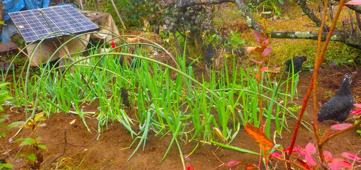 僕も赤ネギ、下仁田ネギとともに九条ネギも作っているが、京都では10年くらい前から高温障害に悩まされているらしい。