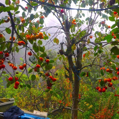 ここまで大きくなるとは知らずに植えたヤマモモなんか、今や家の屋根をあっさりふさぐ、高さ10メートル近くにまでなった。