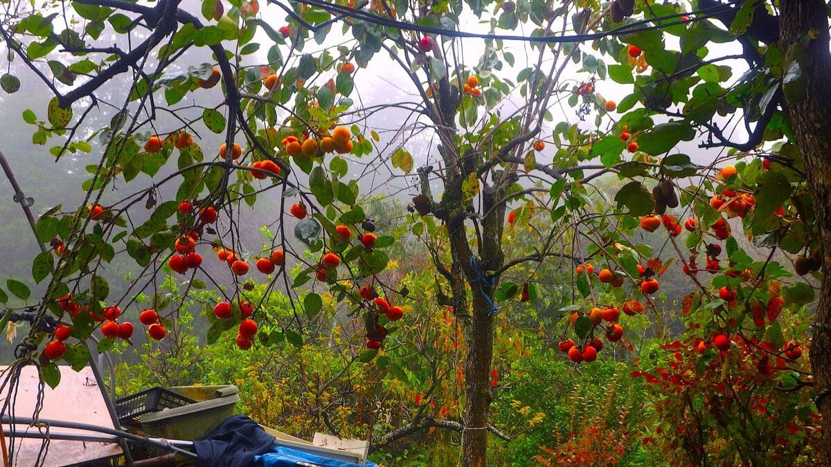 ここまで大きくなるとは知らずに植えたヤマモモなんか、今や家の屋根をあっさりふさぐ、高さ10メートル近くにまでなった。