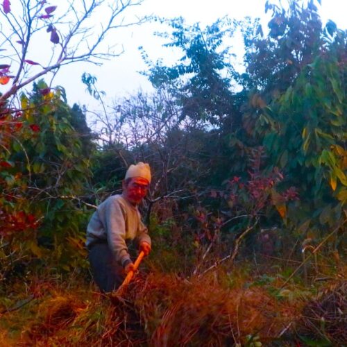 田舎暮らし。それは働くこと自体が生きることなのである。ワーク・イズ・ライフ。そのライフの中に小さなエンタメや喜びが点々と存在する。