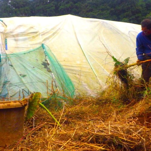 この時期になると毎年イチゴに手間と時間とカネを僕はかける。広い面積を必要とする。なった実は地面に転がしたままゆえ傷むものがある。