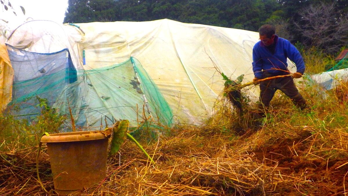 この時期になると毎年イチゴに手間と時間とカネを僕はかける。広い面積を必要とする。なった実は地面に転がしたままゆえ傷むものがある。