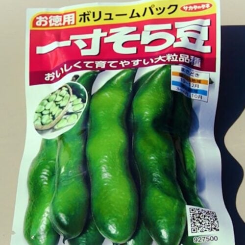 11月に植えるべき野菜：そらまめ