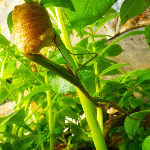 カマキリの卵が付いたジャガイモの茎。冬でも生命が息づく畑。