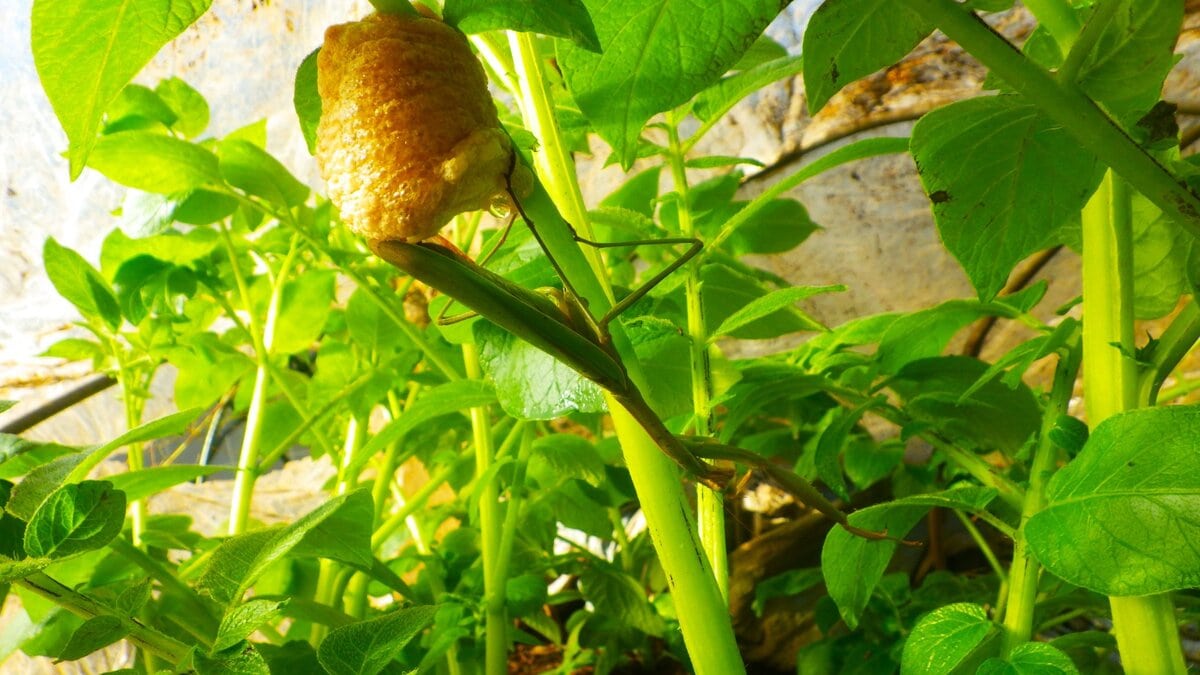 カマキリの卵が付いたジャガイモの茎。冬でも生命が息づく畑。
