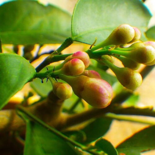 レモンは春と夏、二度つぼみを持つ性質がある。