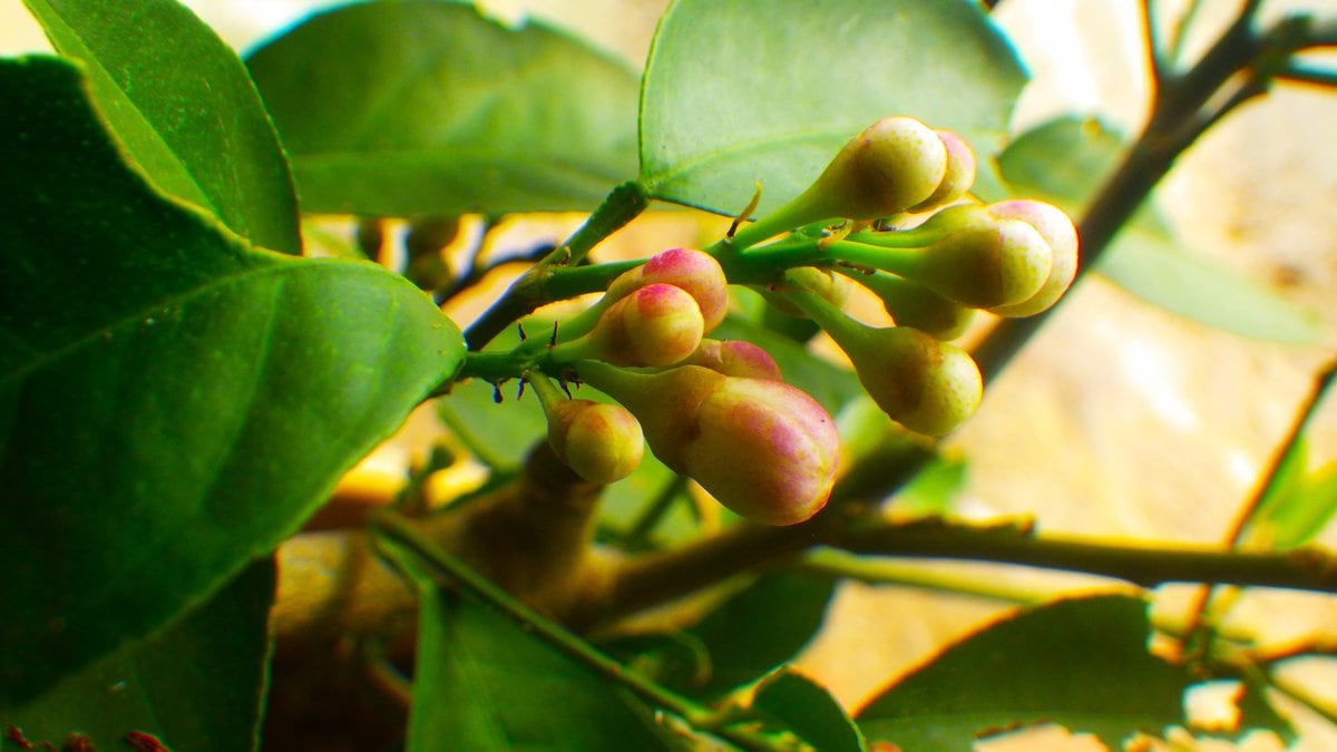 レモンは春と夏、二度つぼみを持つ性質がある。