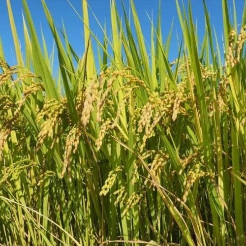 山形県大江町も米どころ。山形県のブランド米が栽培されている