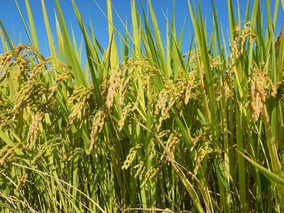 山形県大江町も米どころ。山形県のブランド米が栽培されている