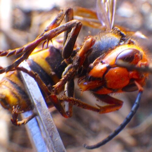 畑仕事中に現れたスズメバチ。自然と共存する田舎暮らしの課題。