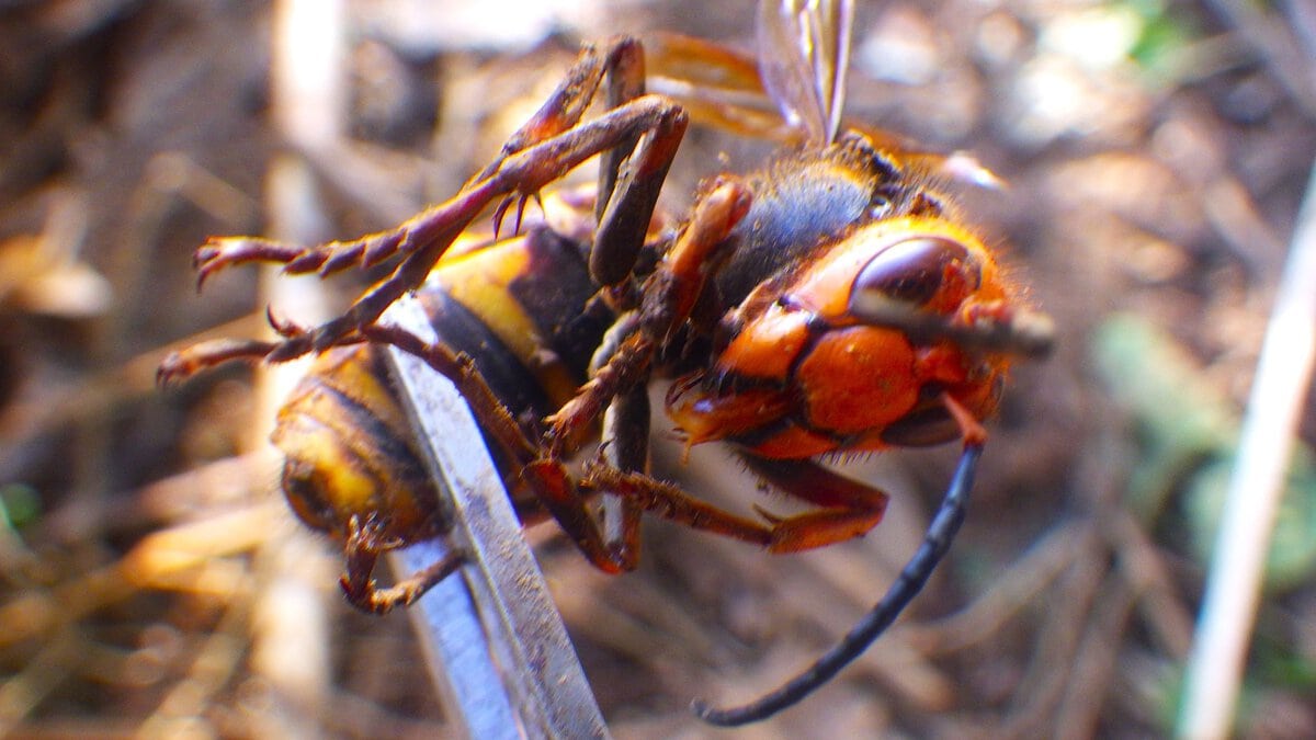 畑仕事中に現れたスズメバチ。自然と共存する田舎暮らしの課題。