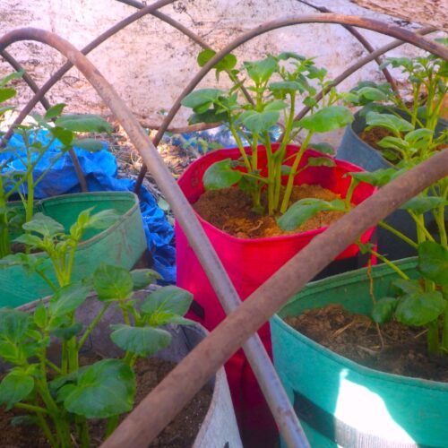 もう秋ジャガの植え時としても遅い時期。でも・・・2か所に分けて植えた。