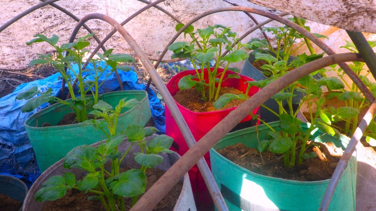 もう秋ジャガの植え時としても遅い時期。でも・・・2か所に分けて植えた。