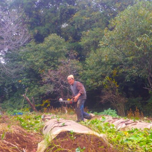 霜で真っ白になった葉がうなだれているソラマメ。